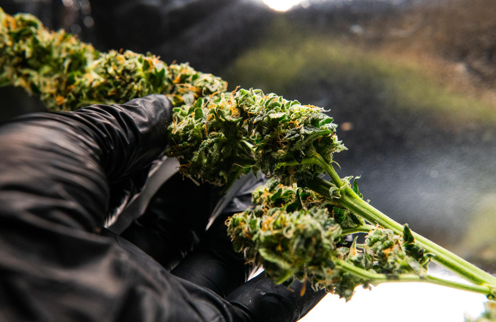 Government of Canada Investment supports GrowerIQ cannabis production technology and tracking systems in facility