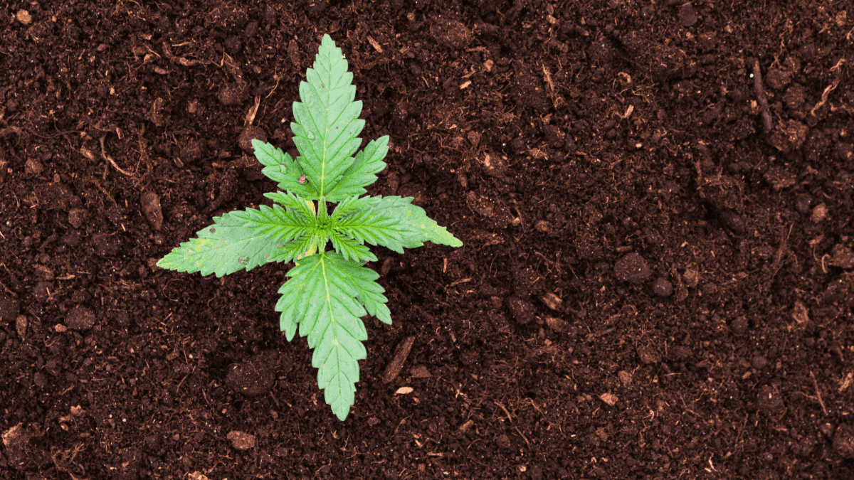 cannabis plant in soil - When To Transplant Cannabis