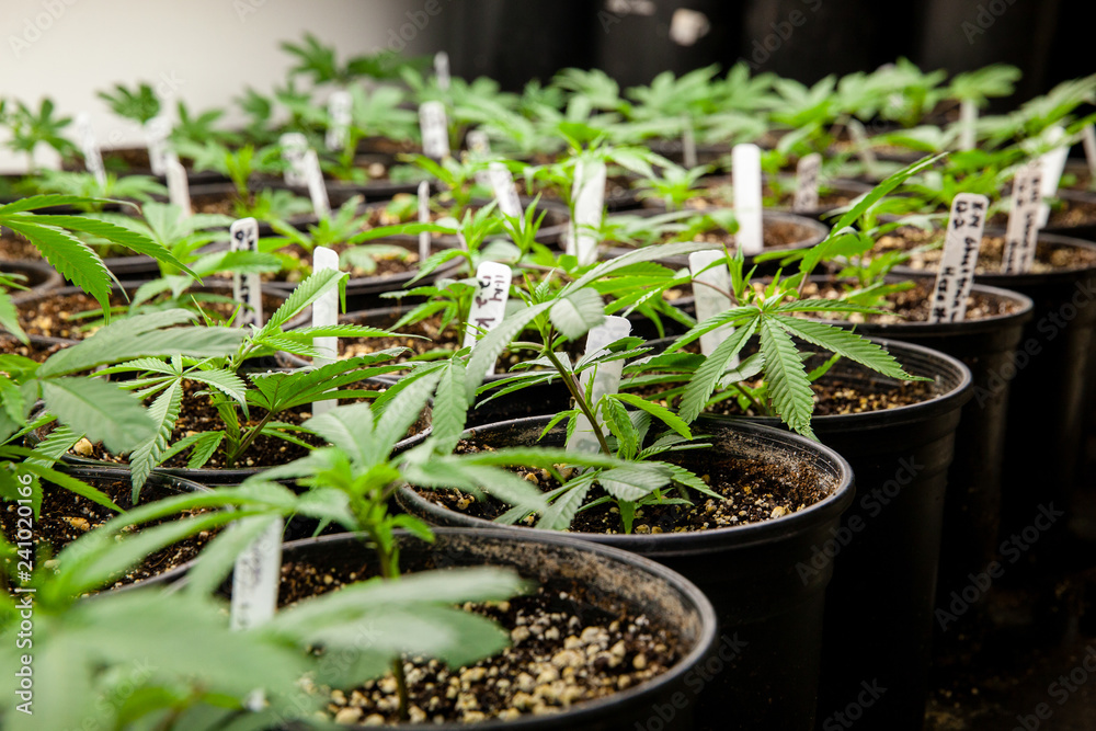cannabis plants - Founding a growing association