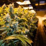 Cannabis Producers Guide to Growing Cannabis Indoors