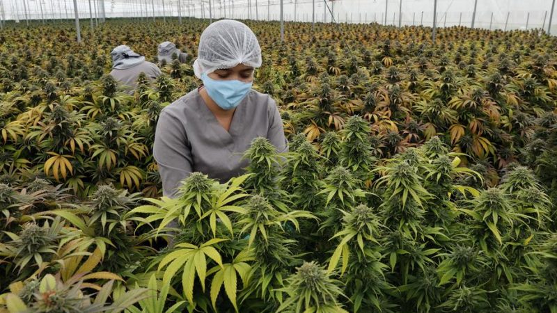 Cannabis Manufacturing - Fast Growing Market