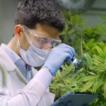 Guide to Cannabis Courses & Training for Cannabis Professionals