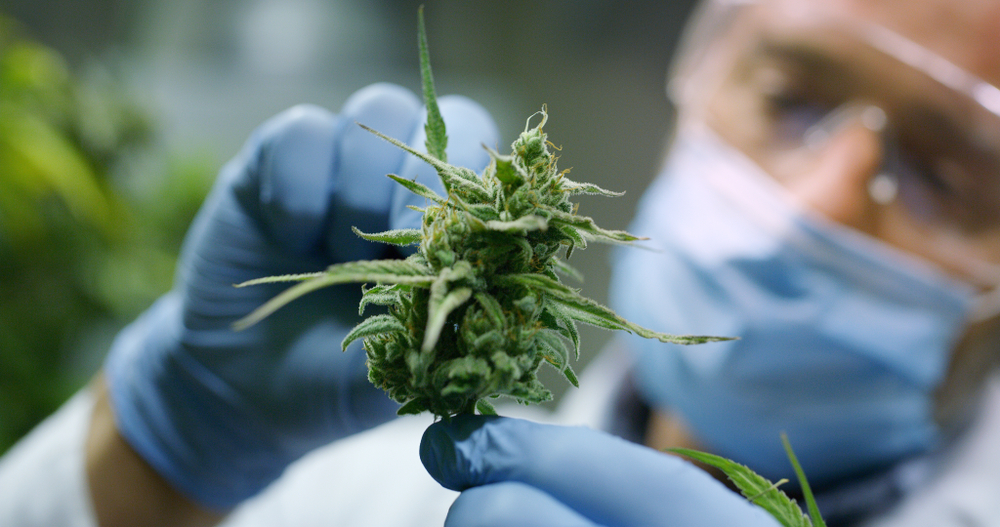 scientis examining cannabis plant -  ​​Public cannabis tenders Germany