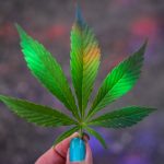 6 Key Cannabis Industry Trends That Are Helping the Market Evolve (2024)
