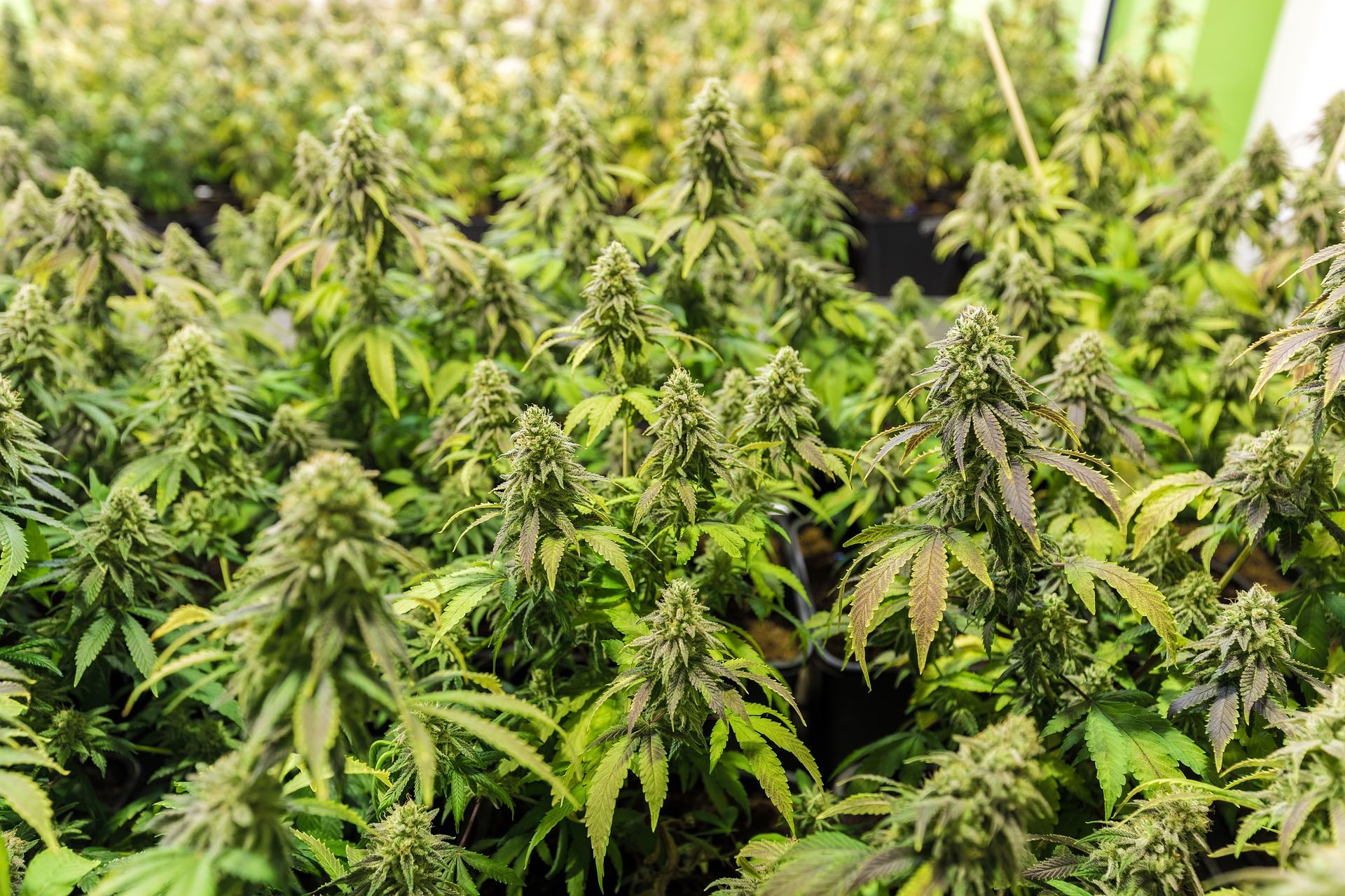 Growing Cannabis - Cannabis Plants