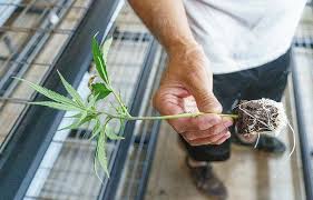 Grow Room - Hydroponics