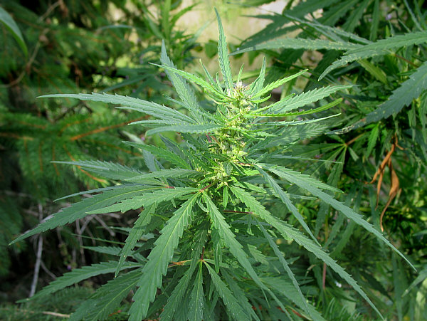 Growing Cannabis - Cannabis Ruderalis