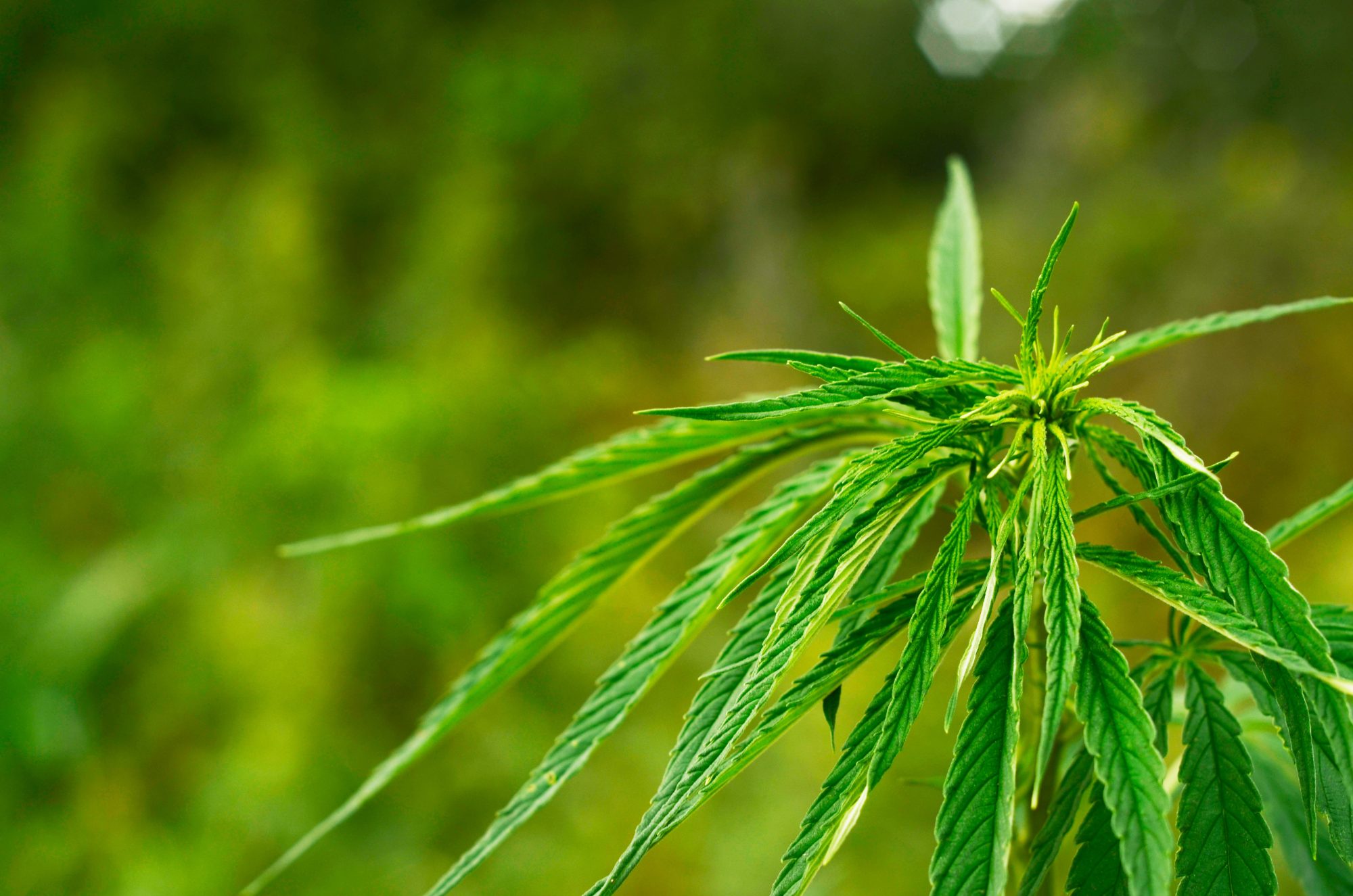 Growing Cannabis - Cannabis Sativa