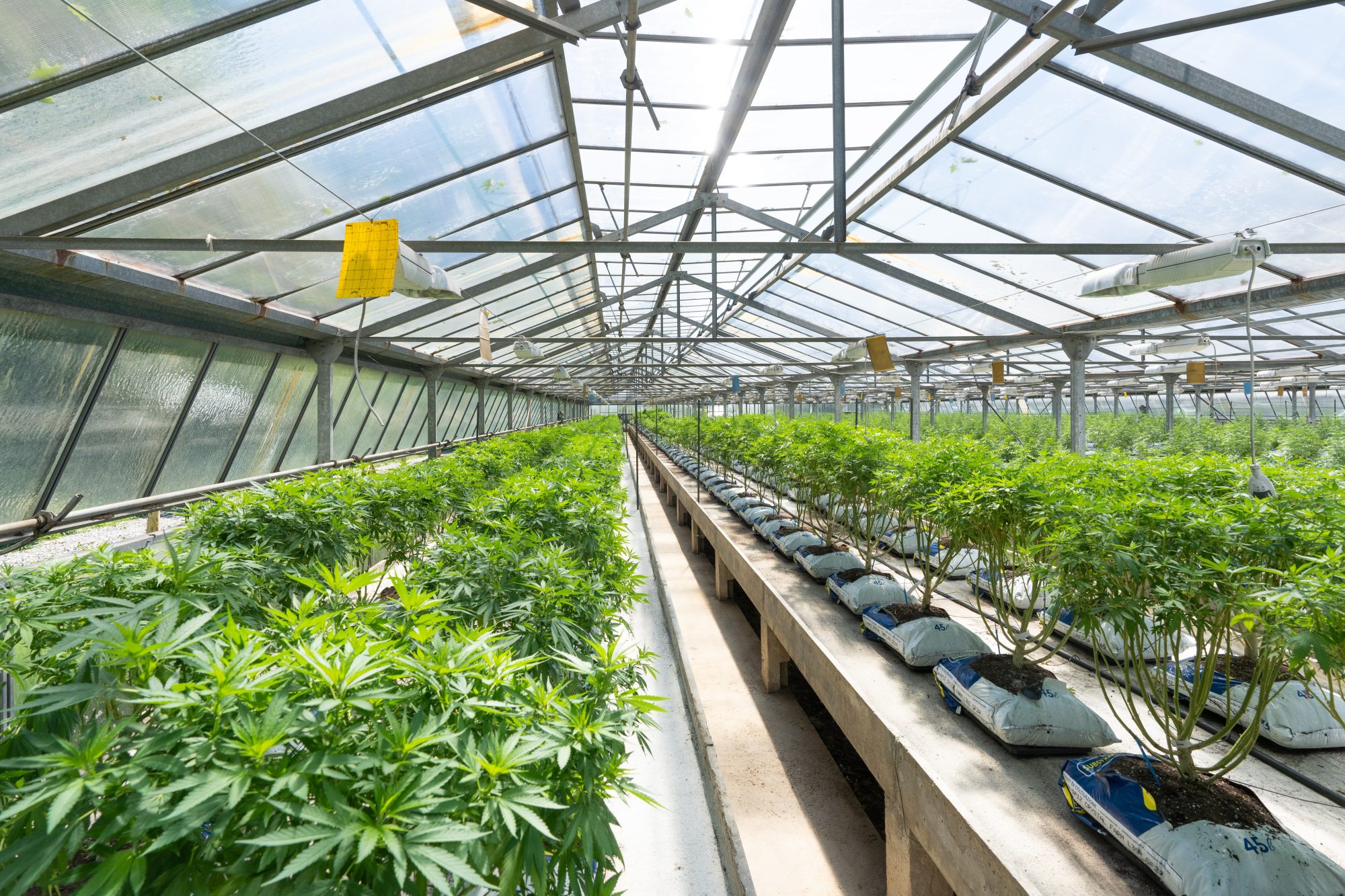 Cannabis Farm - Cannabis Growing Consultants