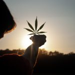 Modèle complet de PON pour la culture du cannabis permettant d’augmenter efficacement la taille de votre culture