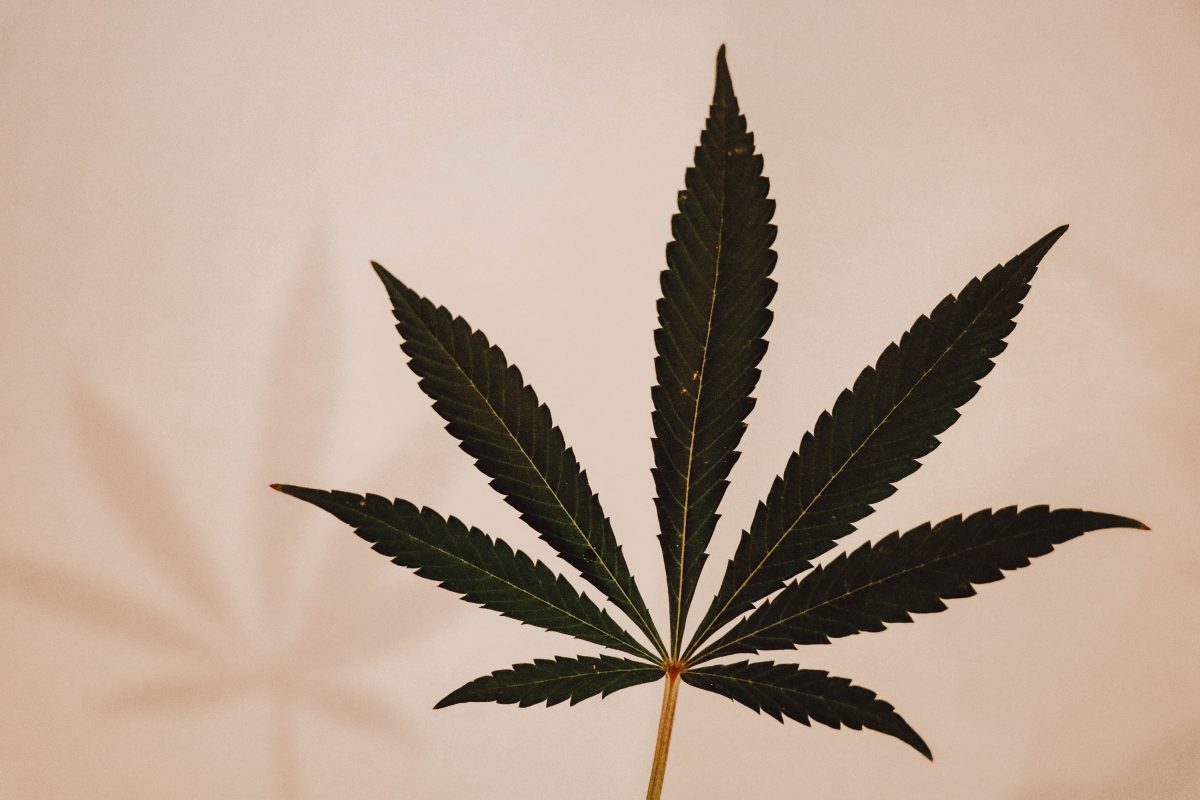 a cannabis plant - Cannabis Growing Consultants