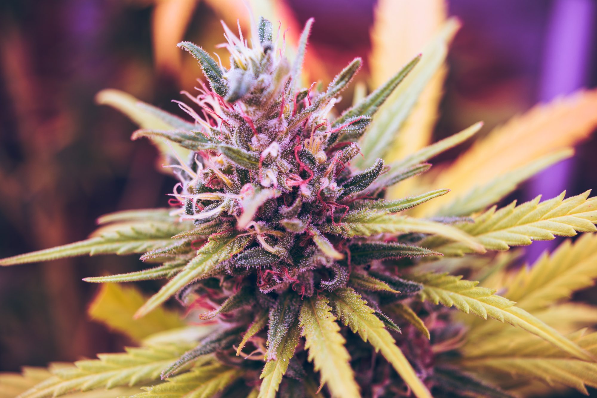 Cannabis Plant - Cultivation SOP Template