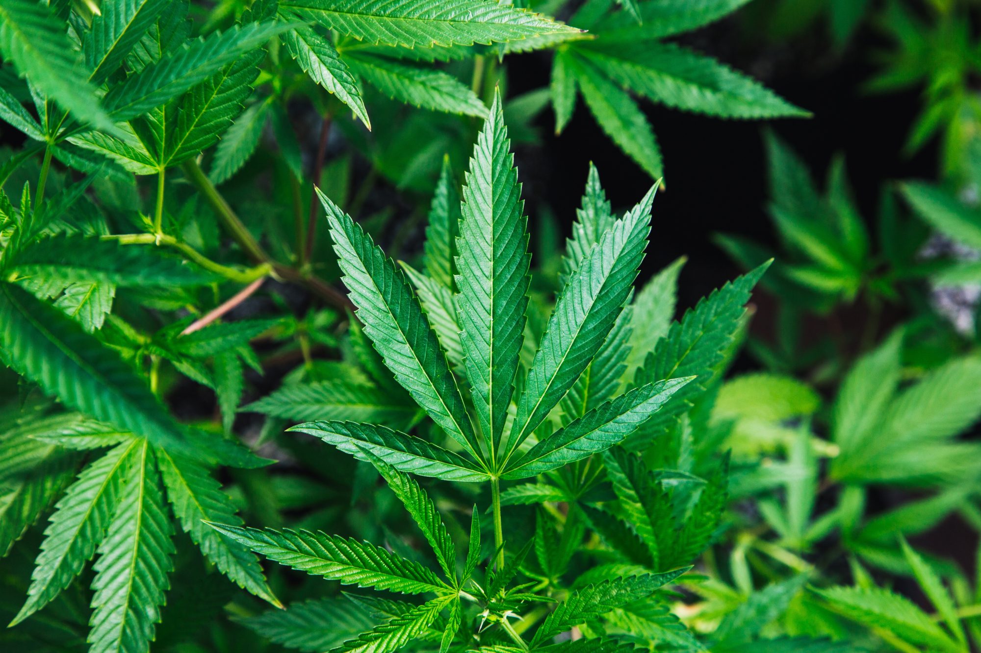 Green Cannabis Plant - Cannabis Venture Capital