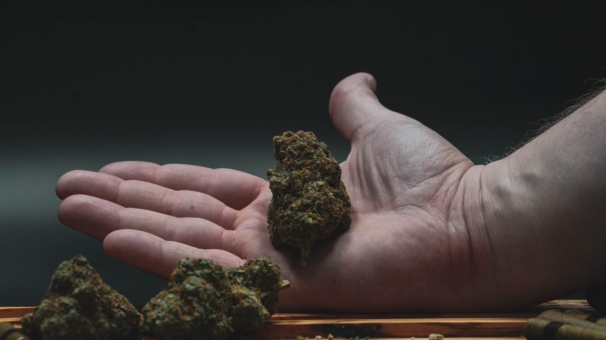 man holding cannabis for quality check - Marijuana Grow System
