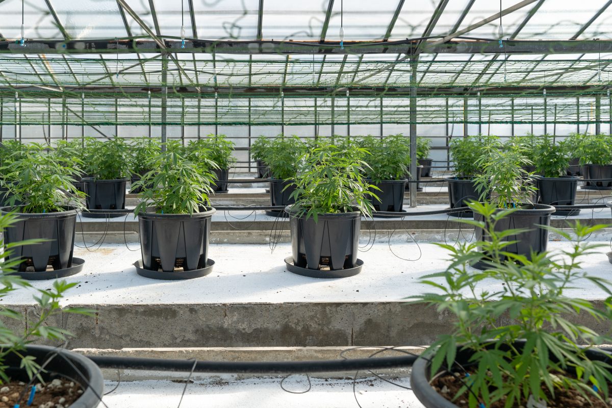 Inside of a Cannabis Farm - Cannabis Climate Control