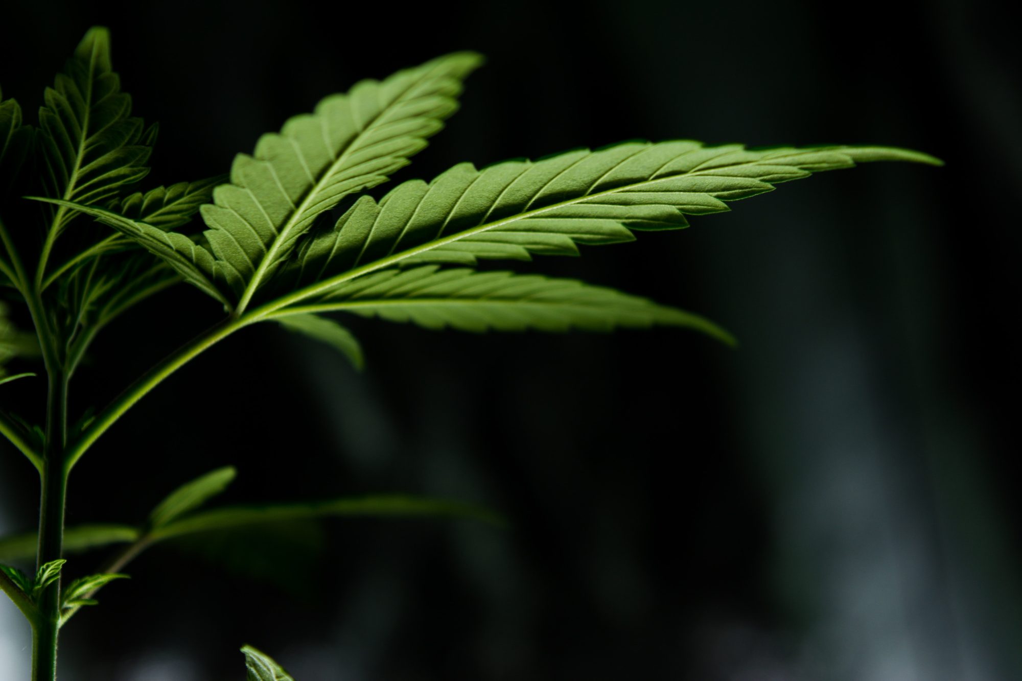 Cannabis Leaf - When To Transplant Cannabis