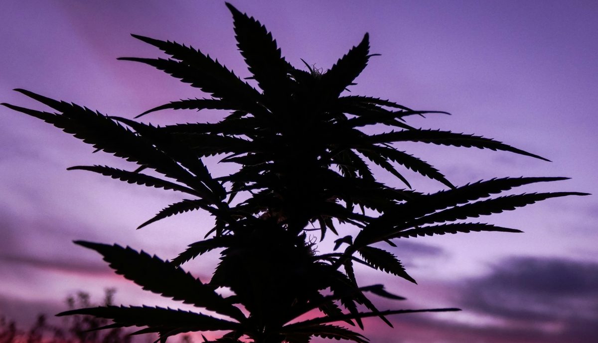 Female Plant in Purple Sunset - Cannabis Cloning