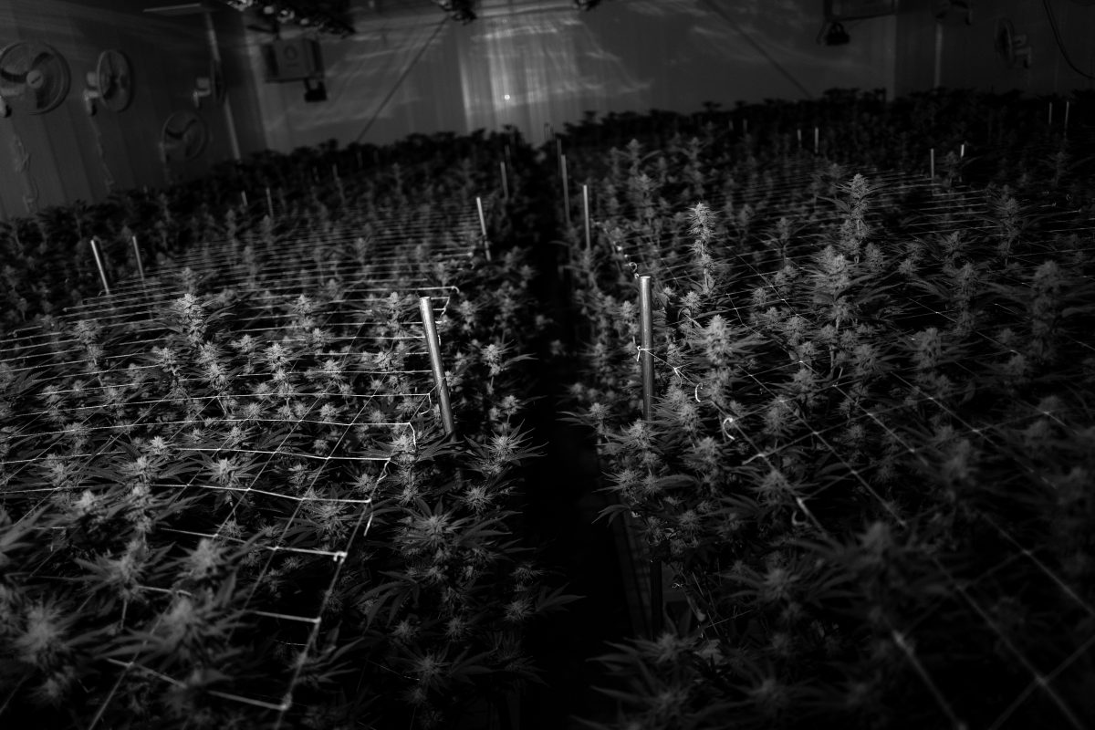inside view of a grow room with Marijuana Growing Equipment