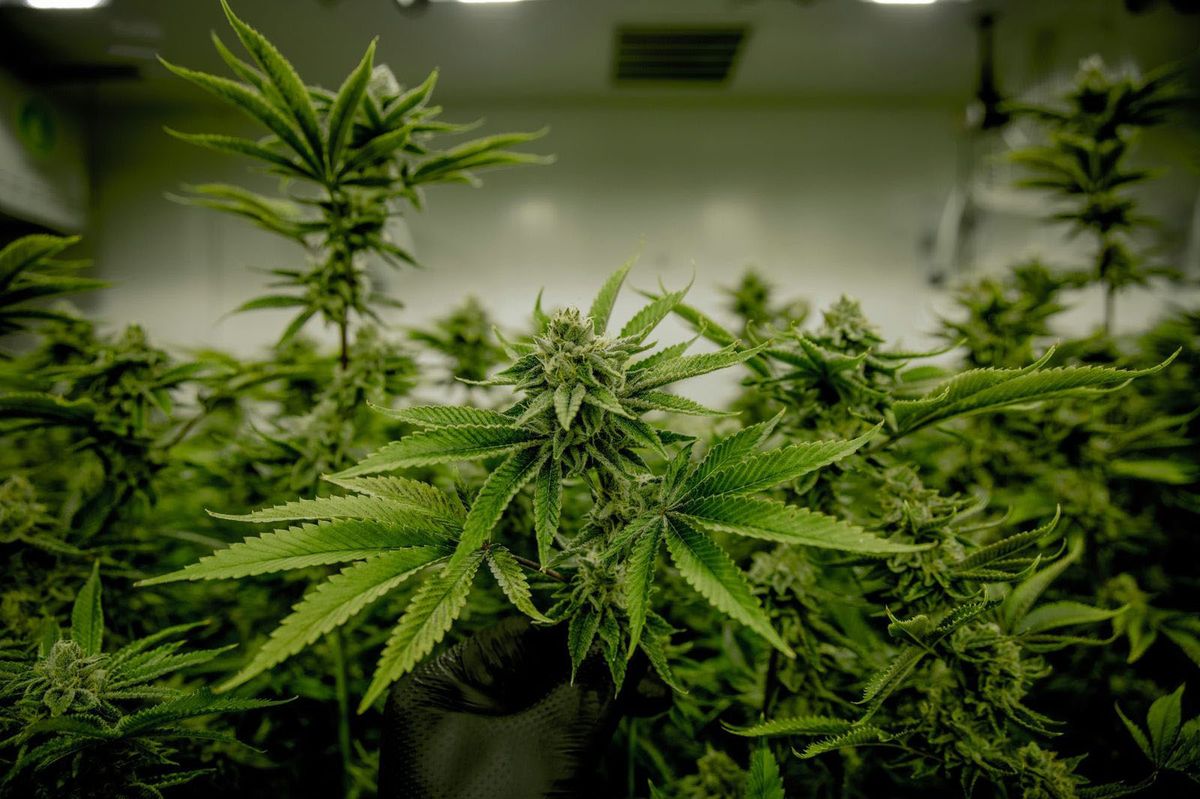 Image of cannabis plants in an indoor setting.