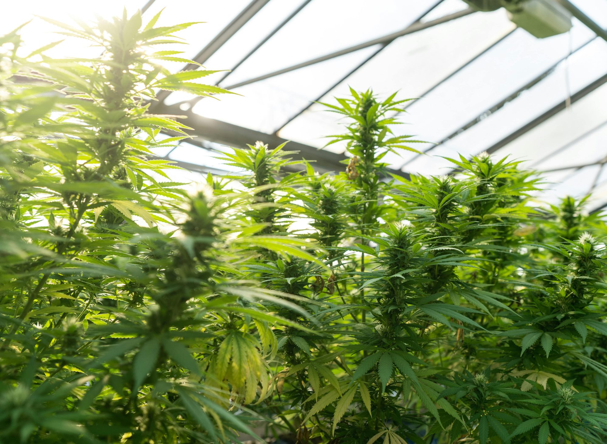 Best Material - Cannabis Grow Room