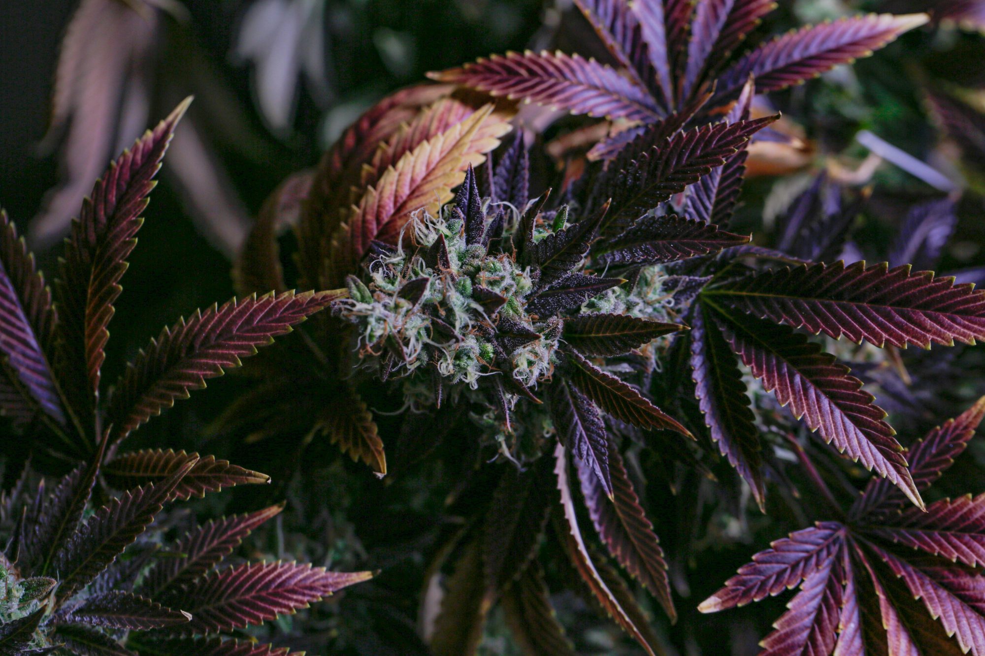 Criteria - Cannabis Mother Plant