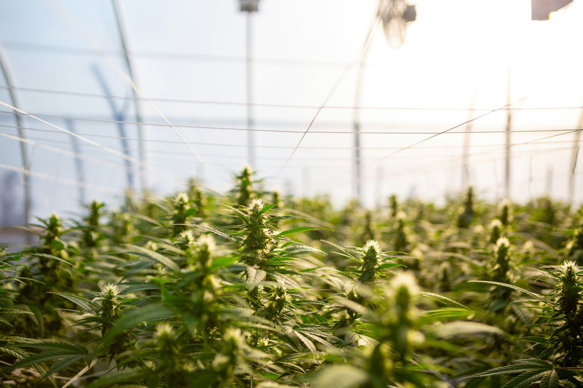 Combien de temps peut-on conserver une plante mère de cannabis ?