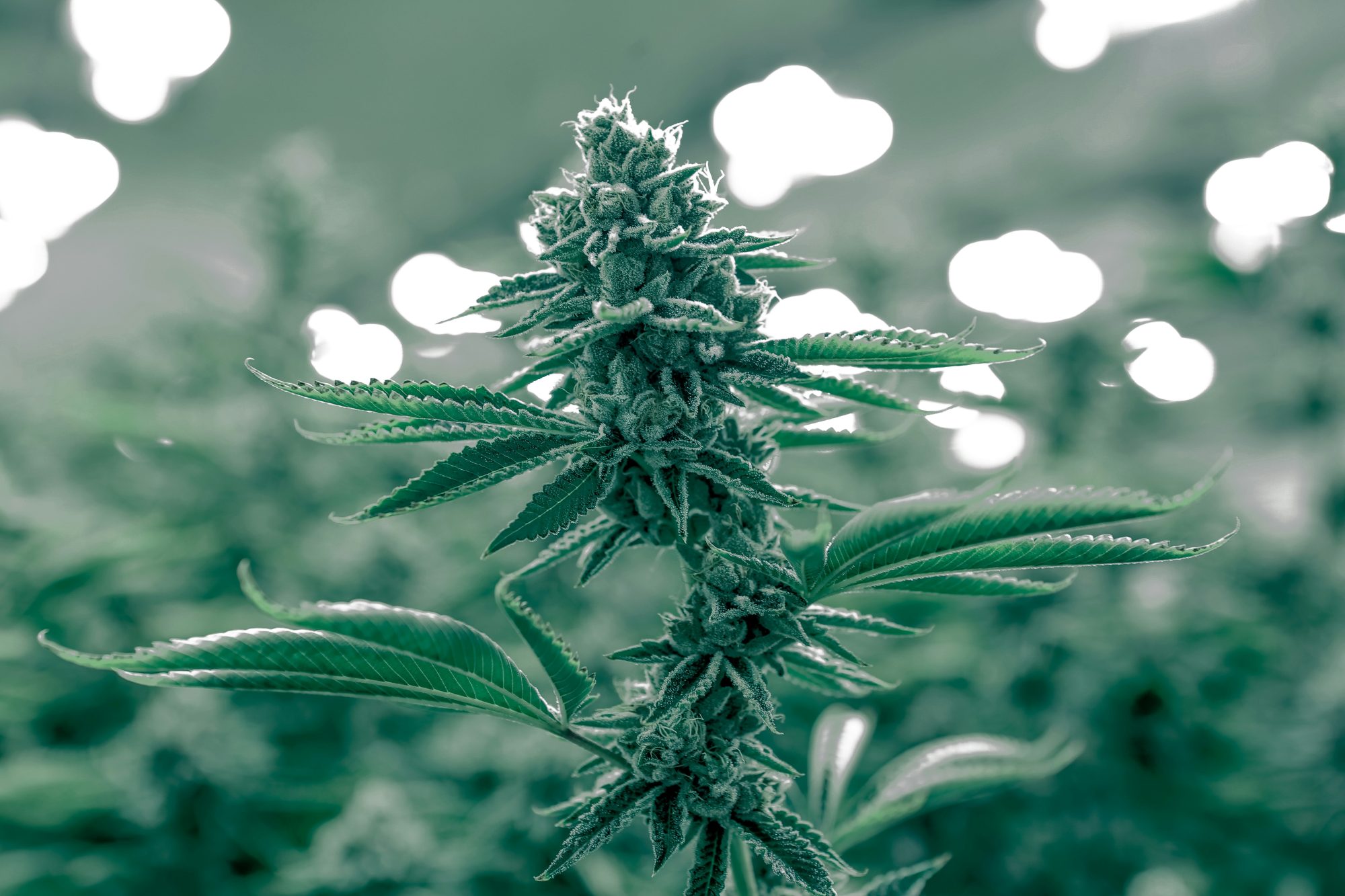 Lighting - Cannabis Grow Room