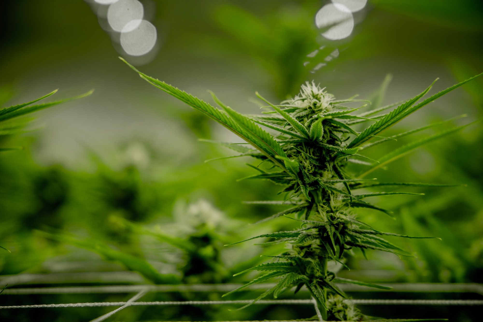 Water Proofing - Cannabis Grow Room