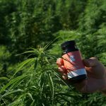 Cannabis Labels Canada: What Should Be On Your Legal Product Label?