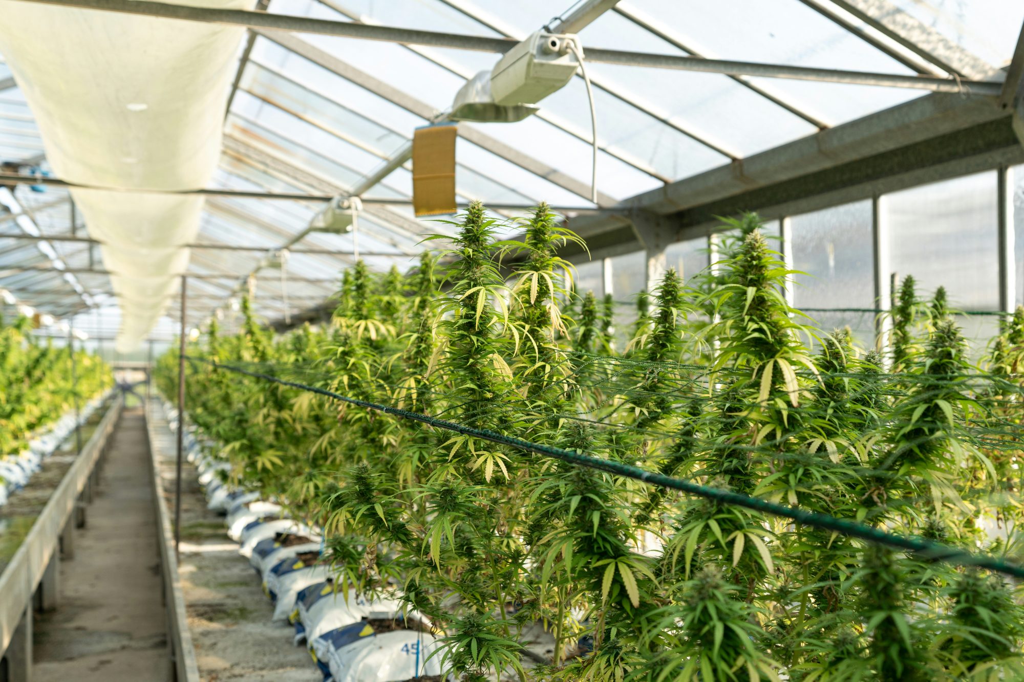Cannabis Facility - GPP Canada