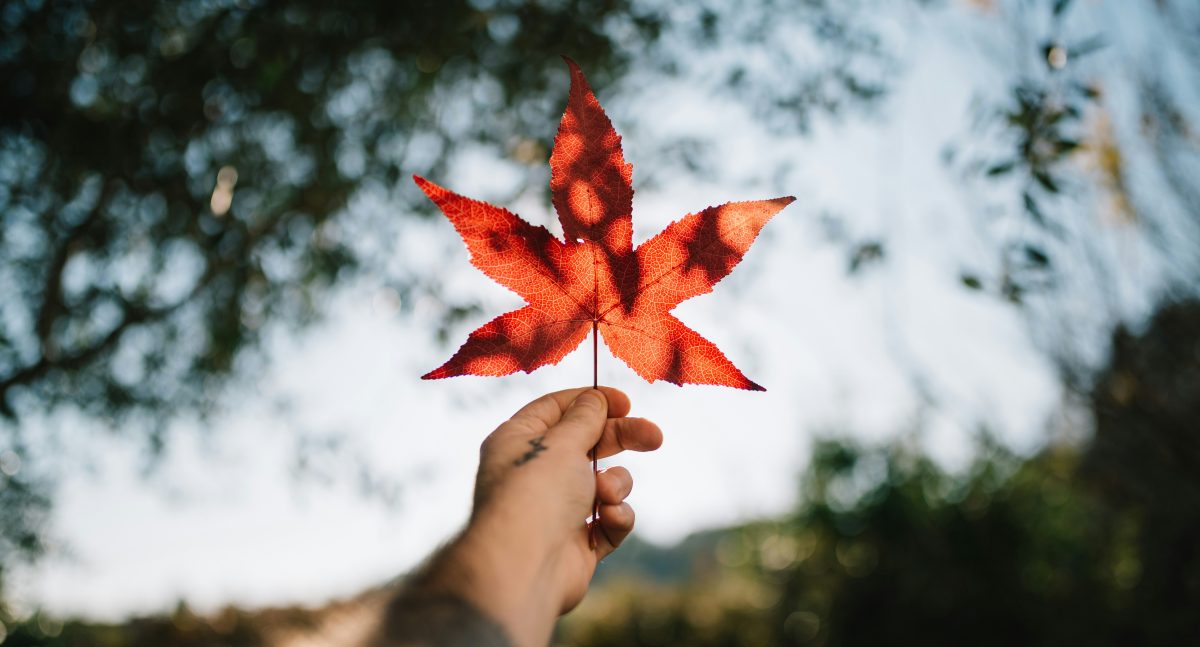 Person with CA shaped leaf - Health Canada Inspection Checklist
