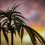 How to Get a Cannabis License in Malta