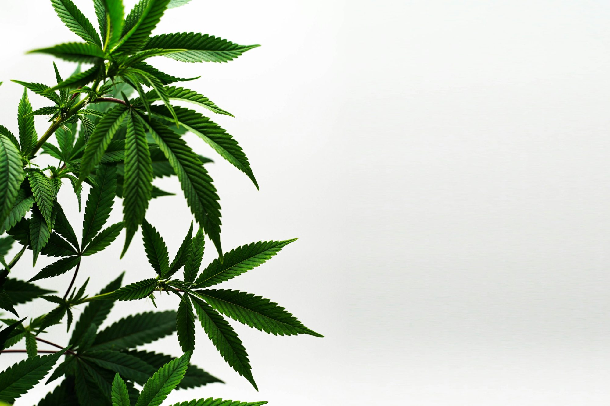 Cannabis Leaves - Marijuana Cultivation