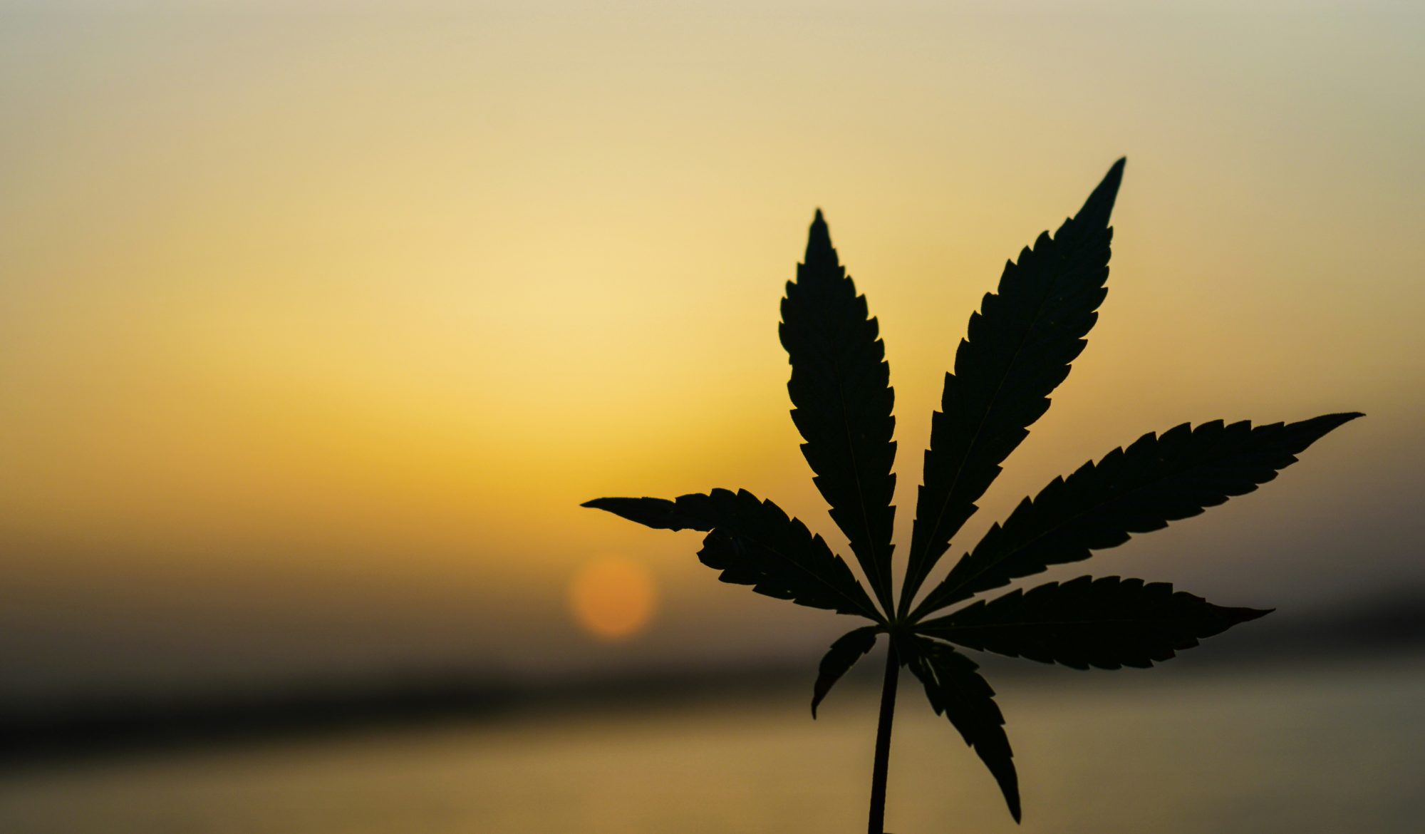 Neccessities - How to grow medical marijuana