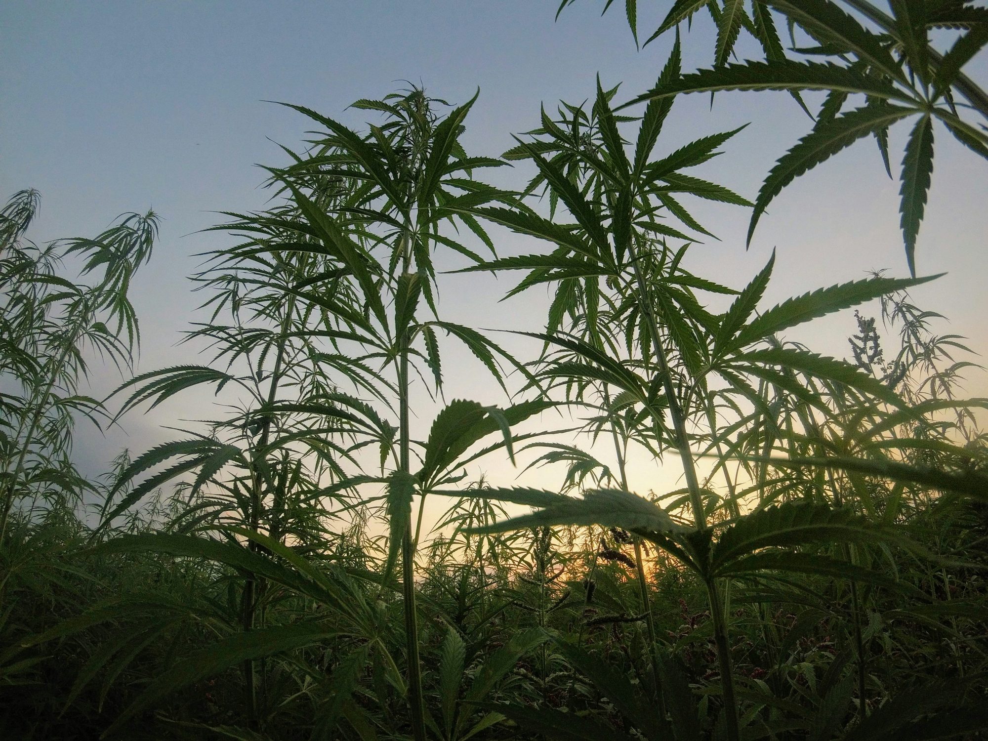 Cannabis Farm - Marijuana Cultivation