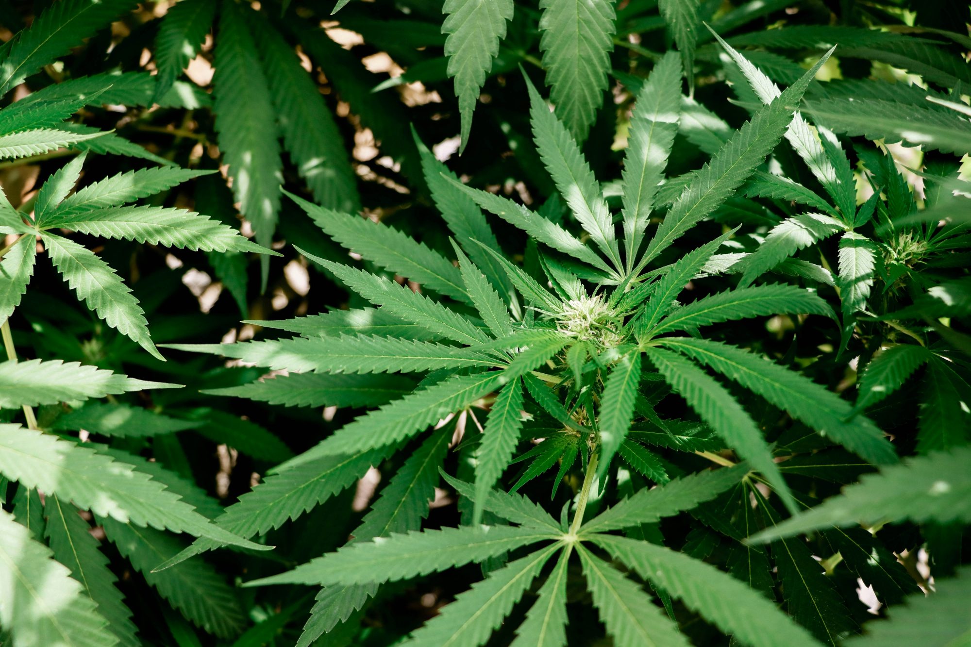 Outdoor Plant - Marijuana Cultivation