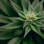 Neue Cannabis-Gesetzgebung in Deutschland: Abschaffung öffentlicher Cannabis-Ausschreibungen