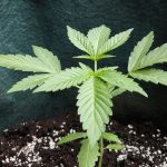 A Complete Step-By-Step Guide On Marijuana Cultivation