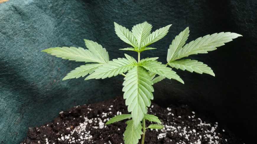 cannabis plant growing up - Marijuana cultivation