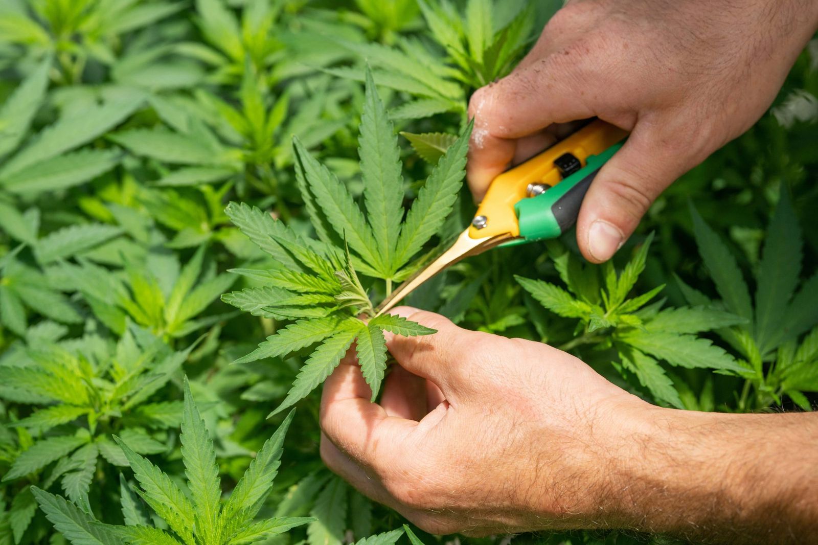 Farmer working hard - Cannabis Pilot Program in Switzerland