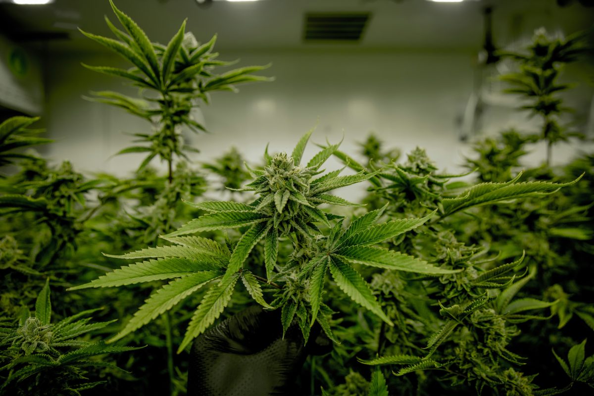 cannabis plant in a farm - Cannabis plant legal