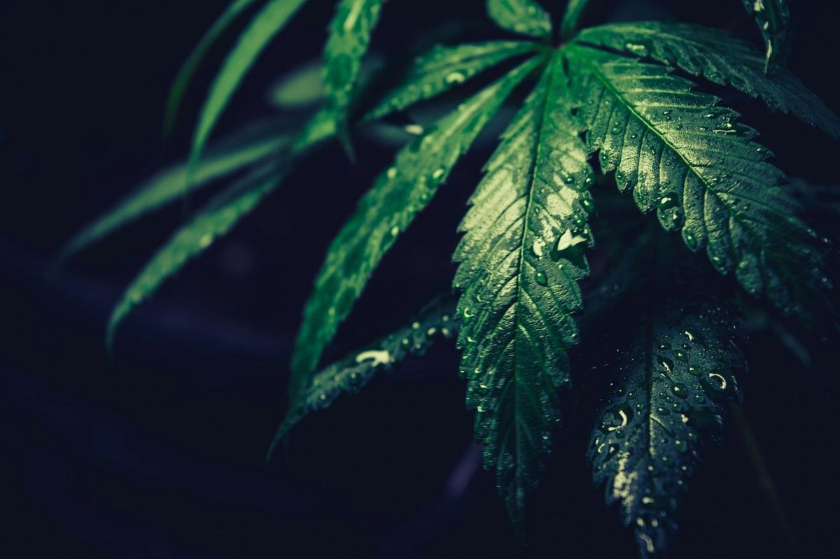 Cannabis Scheme - Cannabis Cultivation Compliance in New Zealand