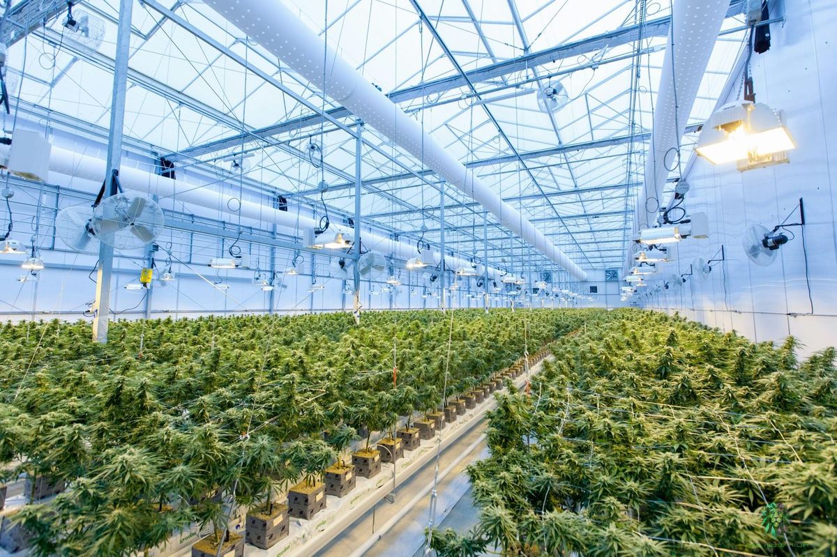 For Industrial Use - Growing Medical Cannabis in Spain