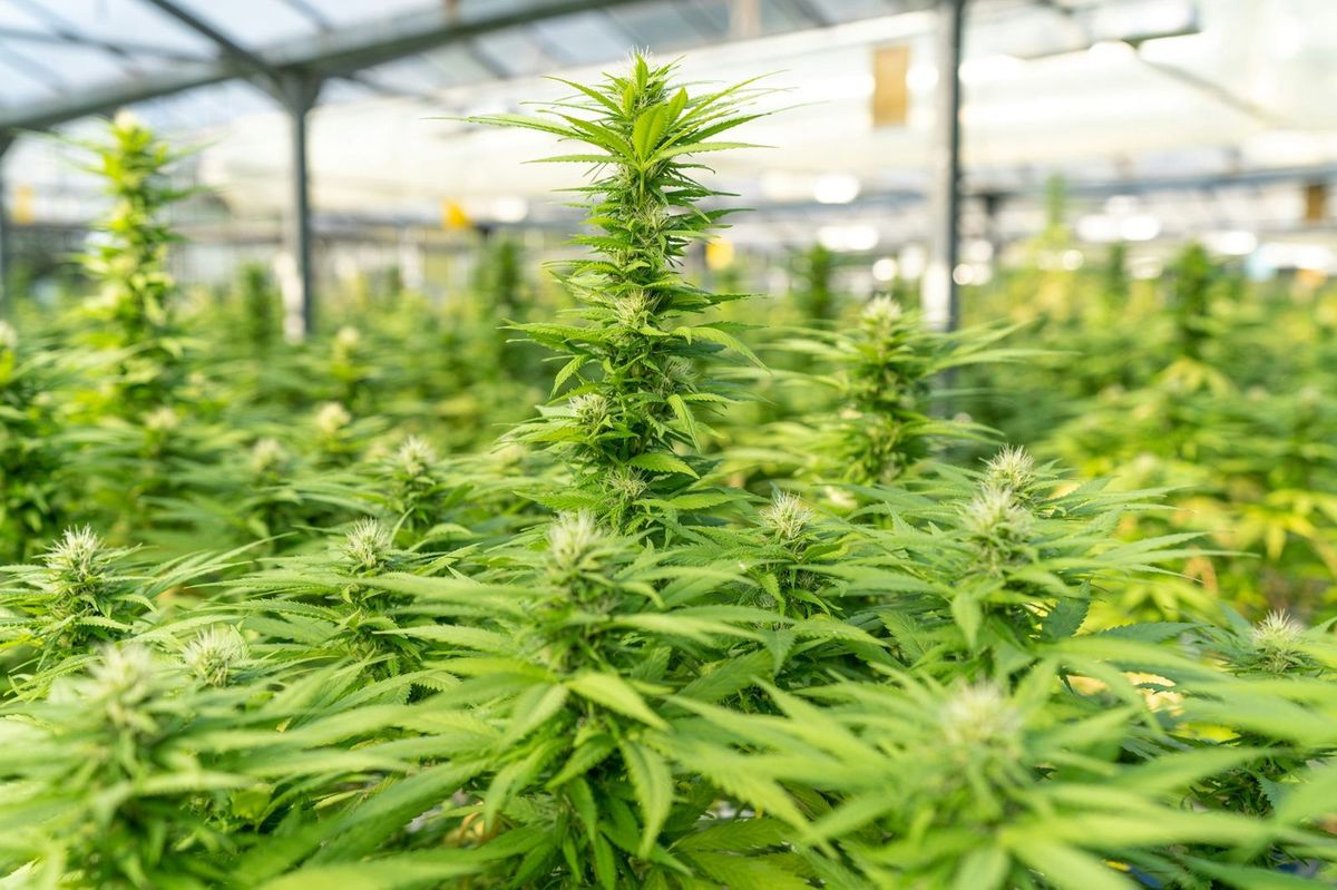 image of cannabis in a cannabis social club in Spain
