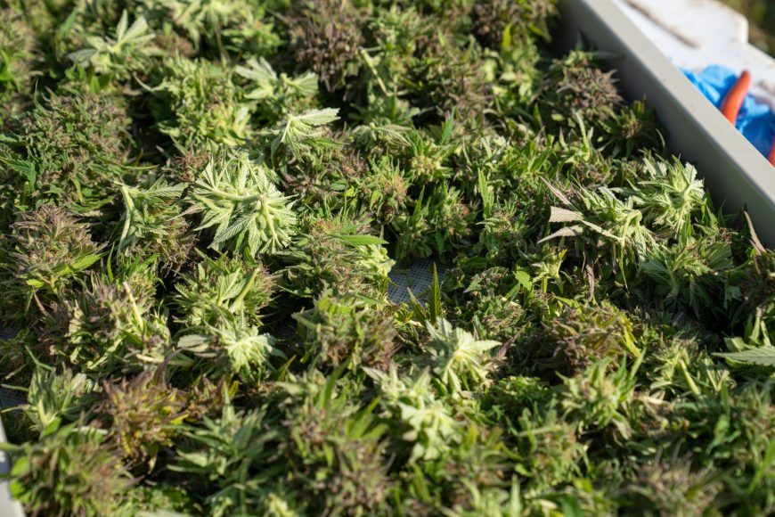 freshly harvested cannabis - Cannabis in New Zealand