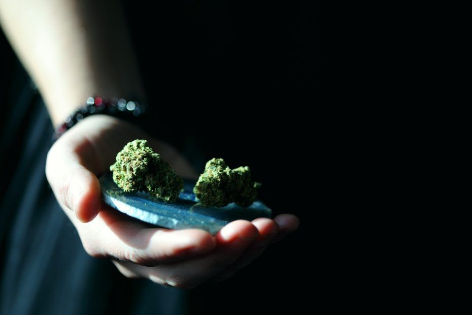 man holding cannabis plant - Industrial Hemp Ecuador