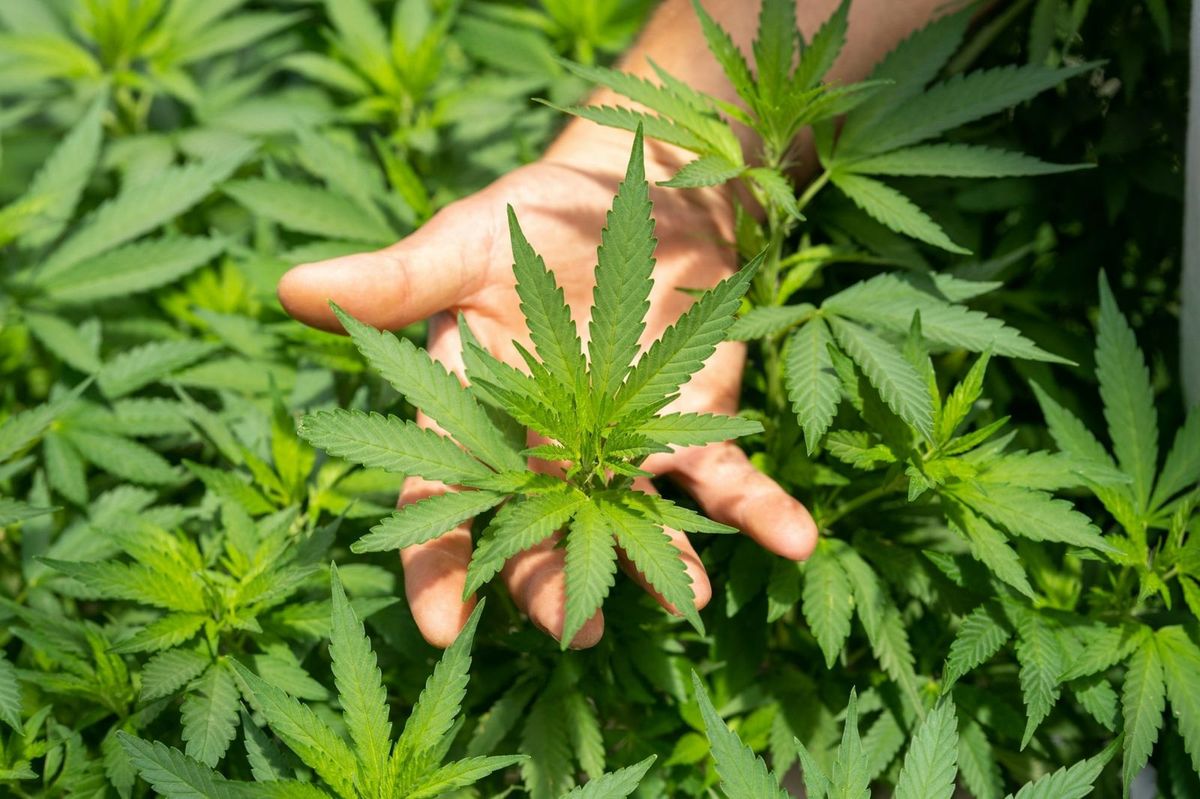 Industrial Hemp - Cannabis Portugal