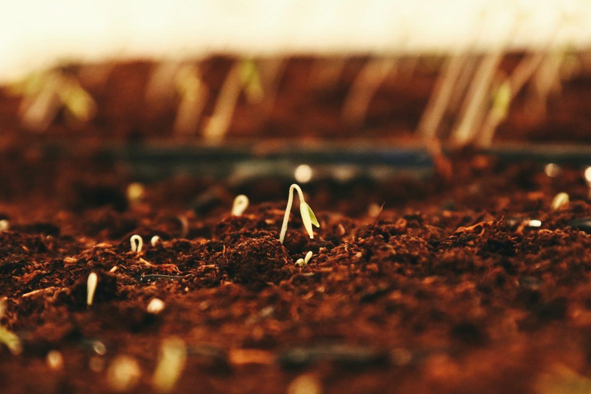 soil for Hemp Seeds in Ecuador