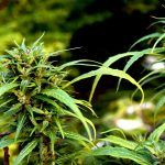 Setting Up A Legal Cannabis Plantation In Portugal (What To Know)