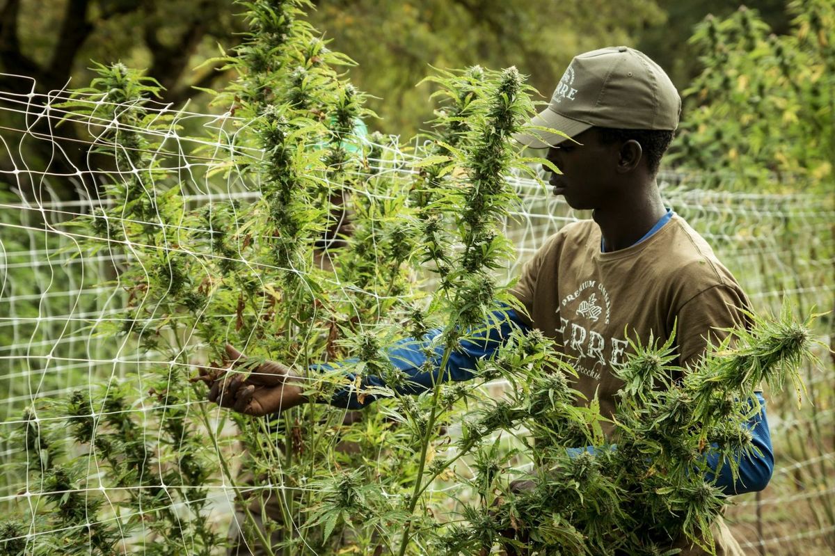 Hemp Field - Hemp Cultivation in Portugal